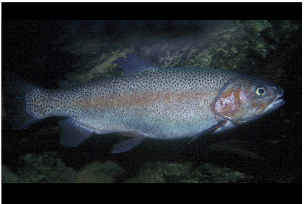 <p>What is the species and common name of this vertebrate in Order Salmoniformes and Family Salmonidae (Trout and Salmon) </p>