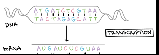 <p>Gene Expression- Transcription</p>