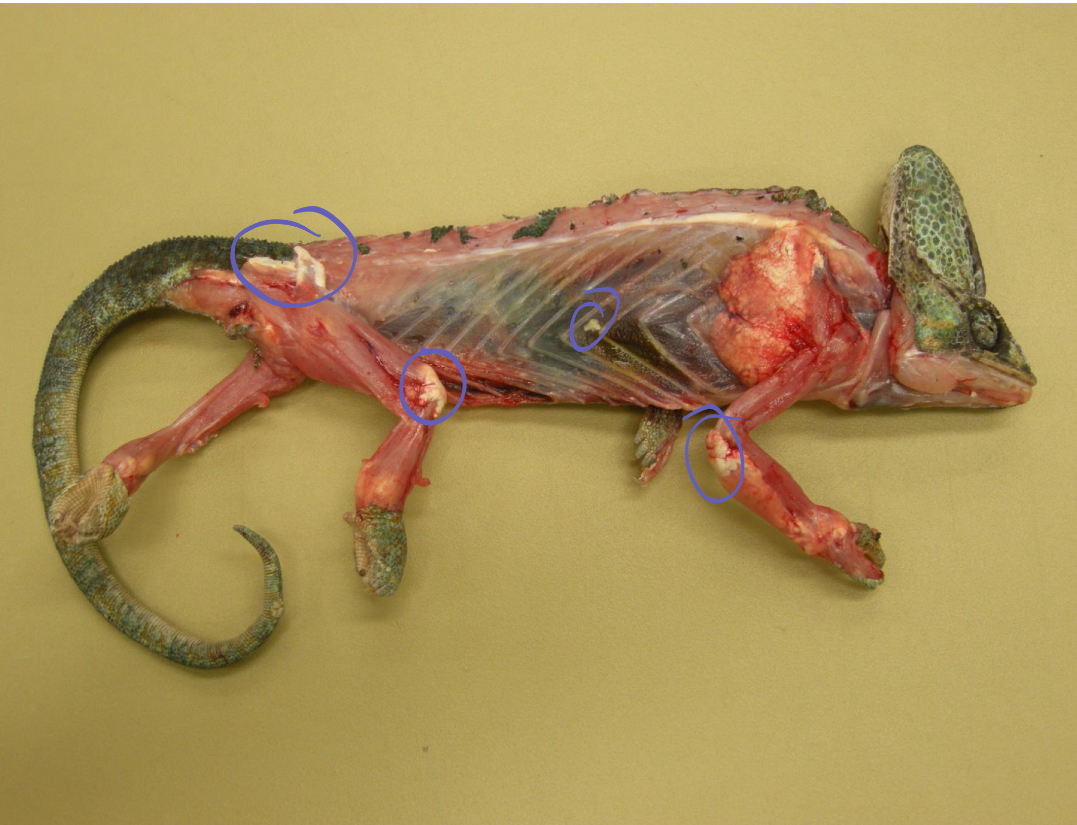<p>what is being shown in this reptile**</p>