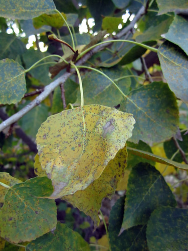 (Populus fremontii)