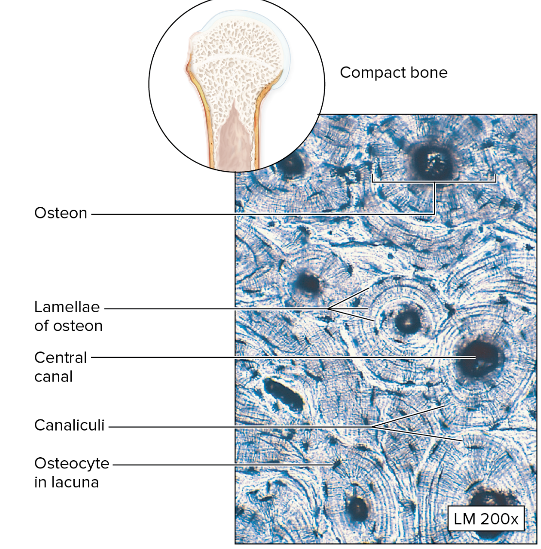<p>Connective Tissue: Bone</p>