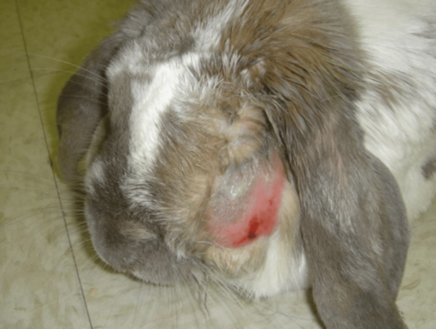<p>What kind of odontogenic abscess is shown here?</p>