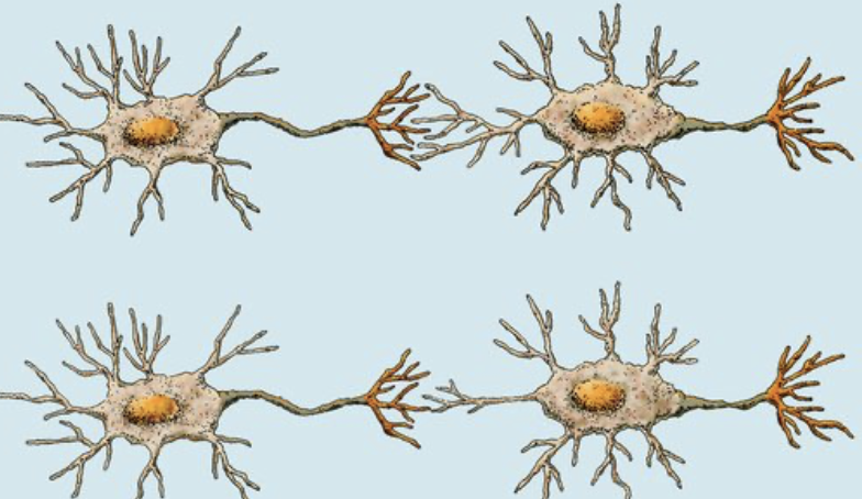 <p>what are the special characteristics of the neurons?</p>