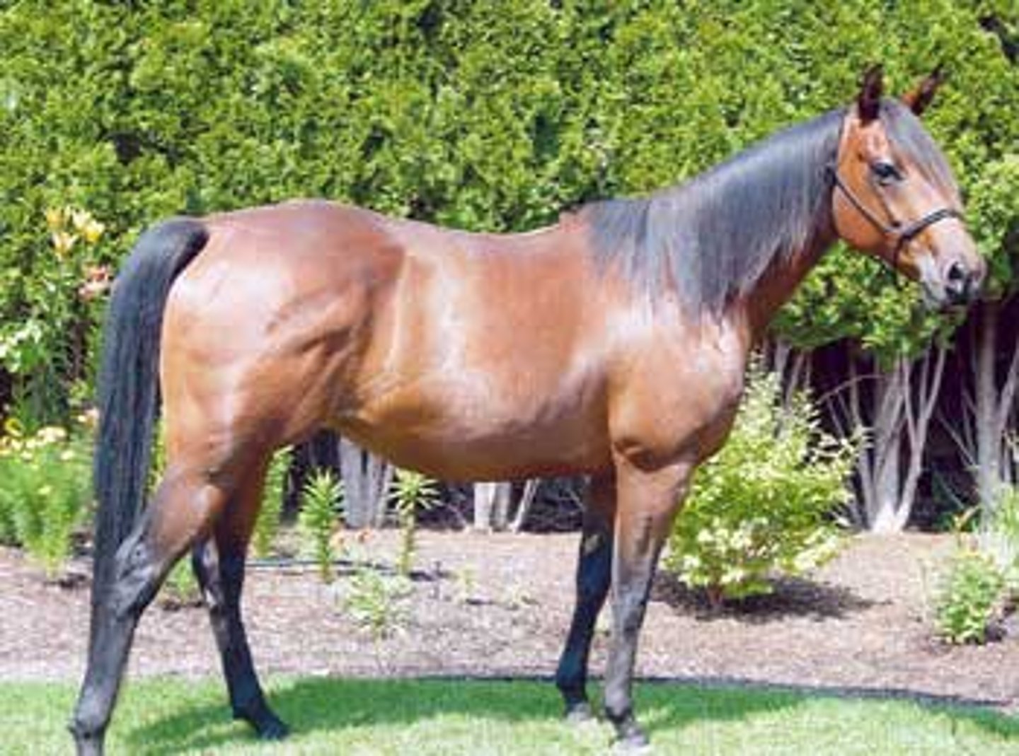 <p>aka Crioulo, Long distance endurace or Low basal metabolism</p>