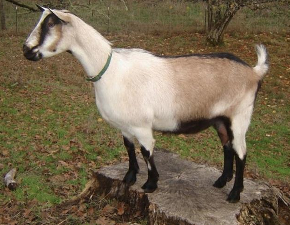 <p>What Goat is this?</p>