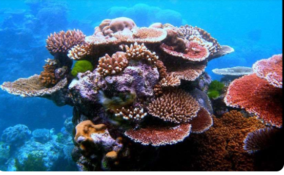 <ul><li><p>reef building corals live in shallow tropical seas</p><ul><li><p>most are colonial calcifying <strong>Anthozoans</strong> (class), part of the phylum Cnidaria, true stony corals are in the order Scleratinia</p><img src="https://knowt-user-attachments.s3.amazonaws.com/b71c696f-cb62-491b-8d63-ac4ebf267575.png" data-width="75%" data-align="center"></li><li><p>only exist as <strong>polyps</strong>- sessile, fixed to a substrate</p></li></ul></li></ul><p></p>