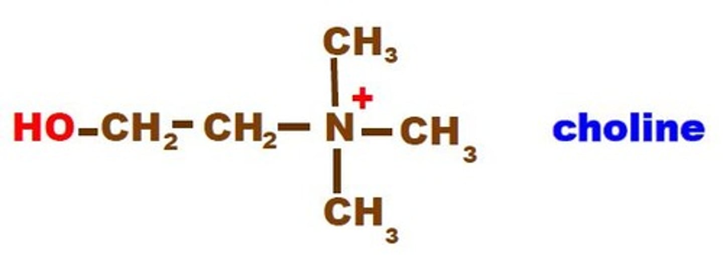 <p>Add alcohols to phosphatidic acid</p>