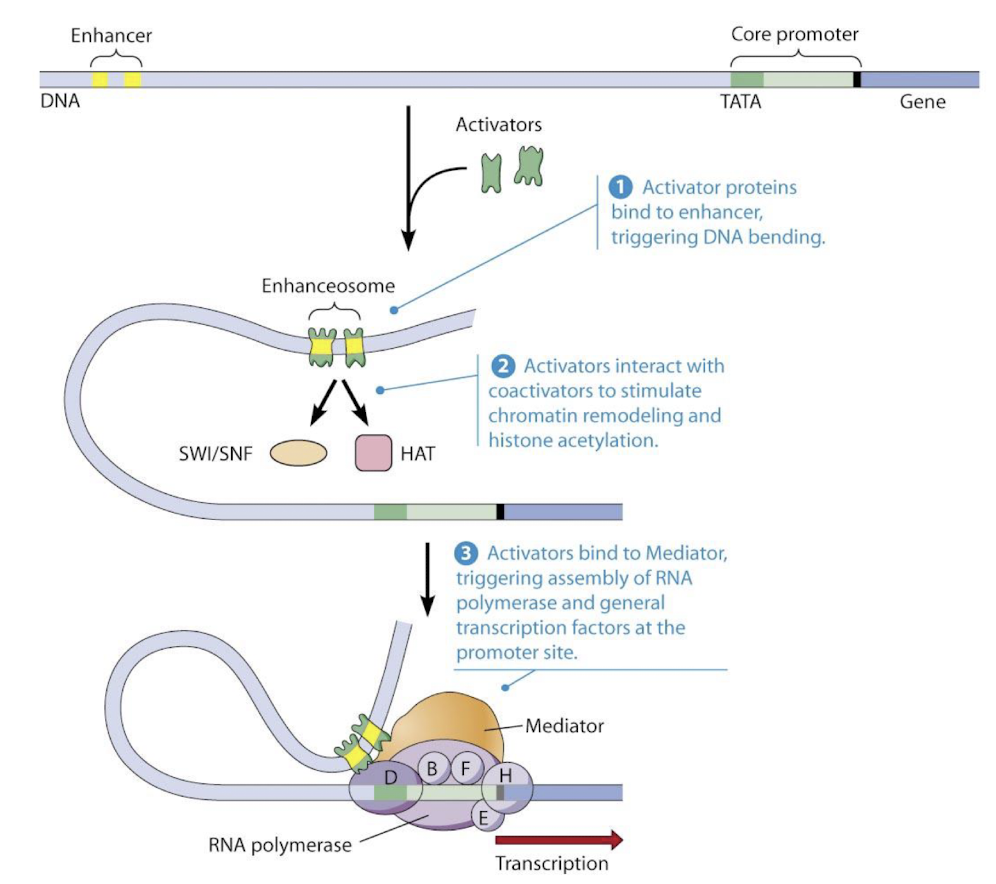<p><strong>Enhancers can loop through the DNA to bring the bound activators in proximity to the promoter.</strong> </p><p>This <mark data-color="green" style="background-color: green; color: inherit;">looping facilitates the recruitment of additional transcription factors and RNA polymerase</mark>, enhancing transcription despite the distance. </p>