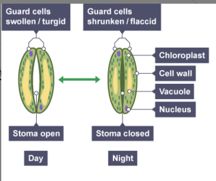 <ul><li><p>When the guard cells are flaccid, the stoma is closed</p></li><li><p>To open the stoma, K<sup>+</sup> ions are actively pumped into the guard cells, lowering water potential. So water diffuses in by osmosis → guard cell becomes turgid</p></li></ul><p></p>