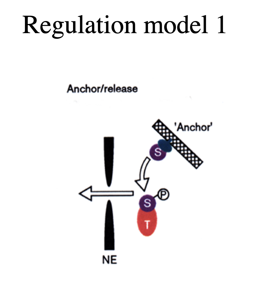 <ul><li><p>can only enter the nucleus when released from cytoplasmic anchors</p><ul><li><p>e.g: several transciption factors</p></li><li><p>cytoskeleton</p></li><li><p>plasma membrane?</p></li></ul></li><li><p>→ this provides a possible level of<strong> gene</strong> regulation</p></li></ul><p></p>