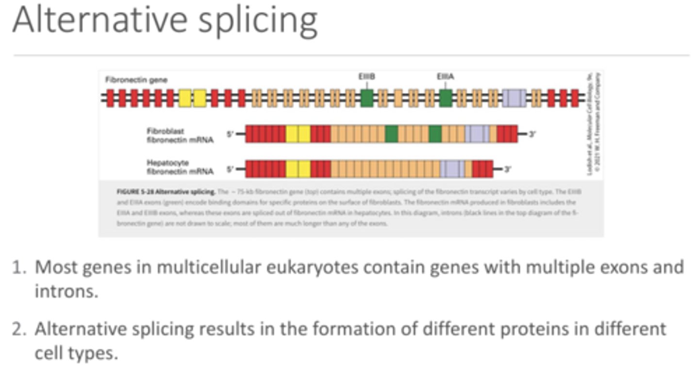 <p>A change in splicing depending on the cell type that results in different proteins being made from the same gene (e.g., fibroblast fibronectin vs hepatocyte fibronectin) - same pre-mRNA but different mature mRNA</p><p>This occurs because the snRNPs have different proteins depending on the cell type which will result in different splicing due to the binding sites being slightly different</p>