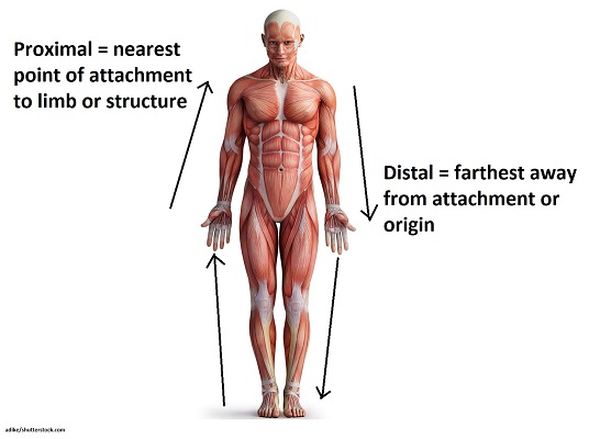 <p><span>away from center of body or point of attachment (joint)</span></p>