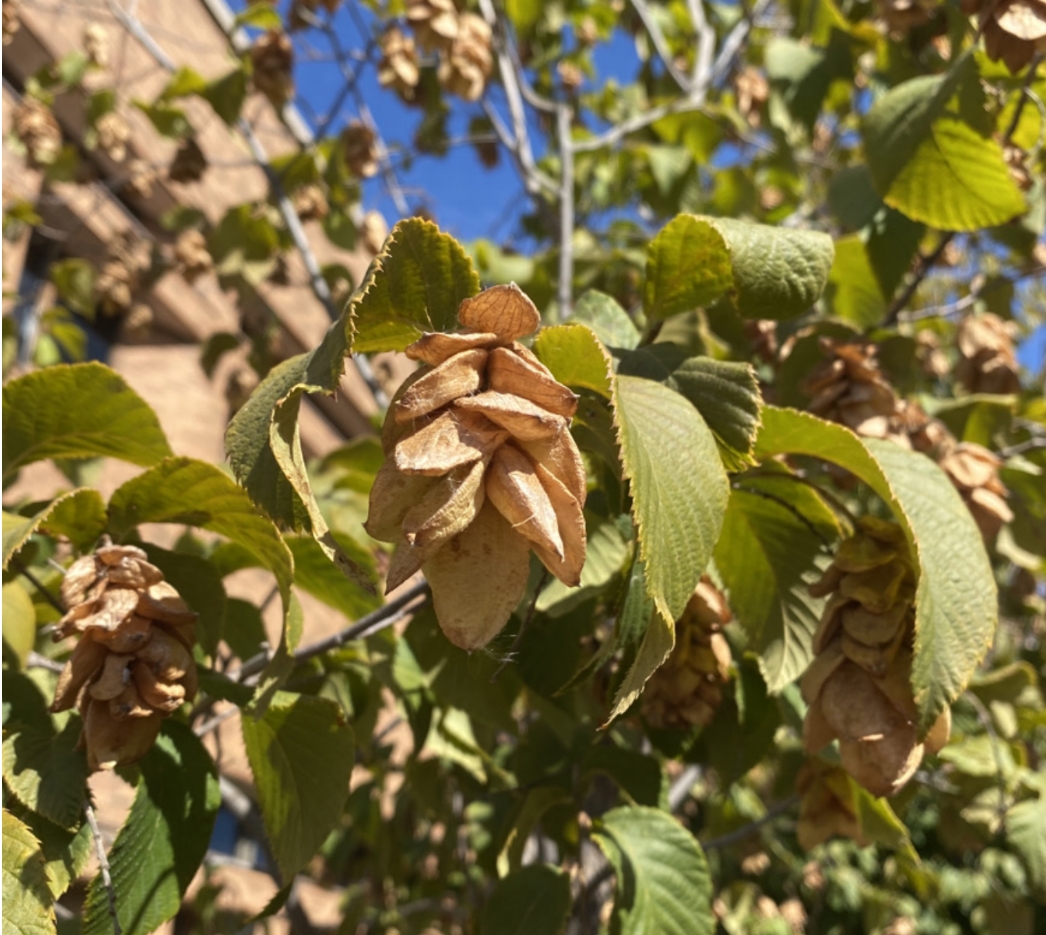 <p>Hophornbeam. Alternate leaves, hairy midrib. Imbricate buds. Smooth, zig-zag stems.</p>