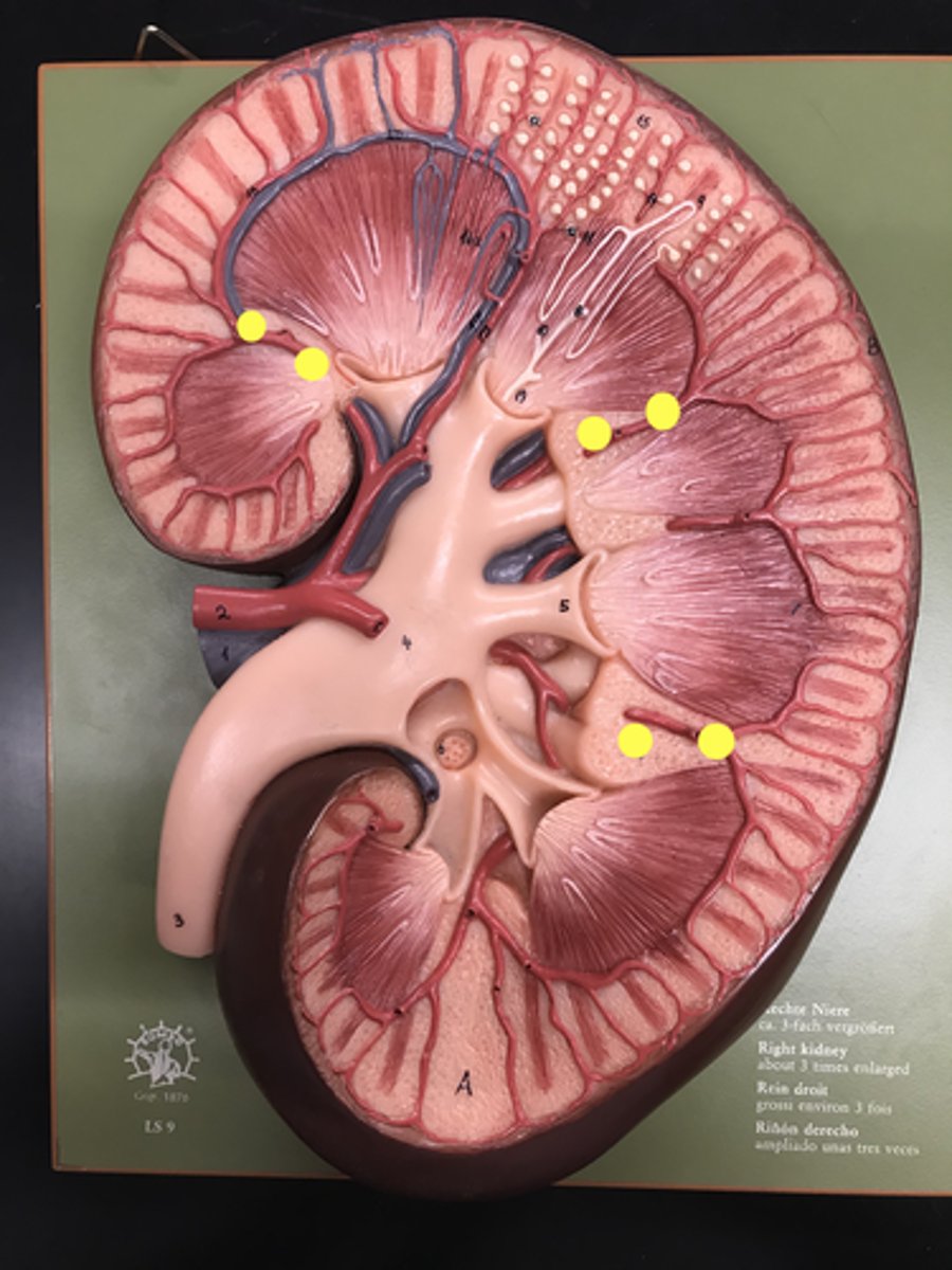 <p>Name this structure</p>