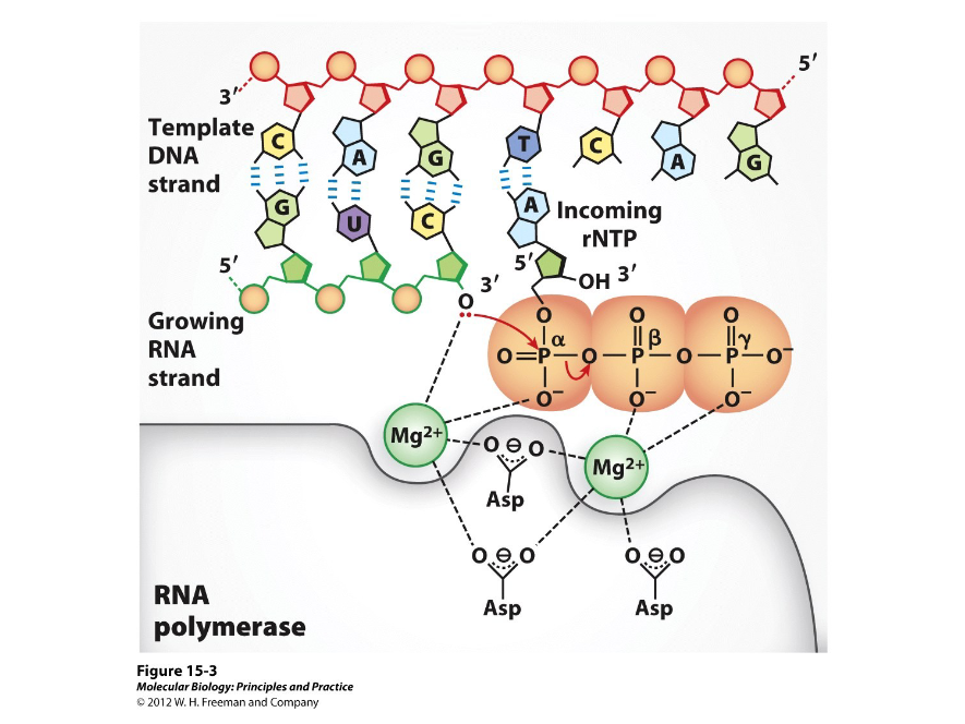 <p>First discovered in E.coli in the 1960s, this is an enzyme that performs the same reaction in all cells and is known to require a DNA template. As with DNA synthesis, this enzyme synthesizes RNA 5’ to 3’ with the 3’ hydroxyl of the growing RNA strand attacking the incoming alpha phosphate.</p>