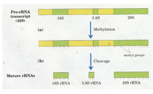 <p>they are all processed from a single transcript</p>