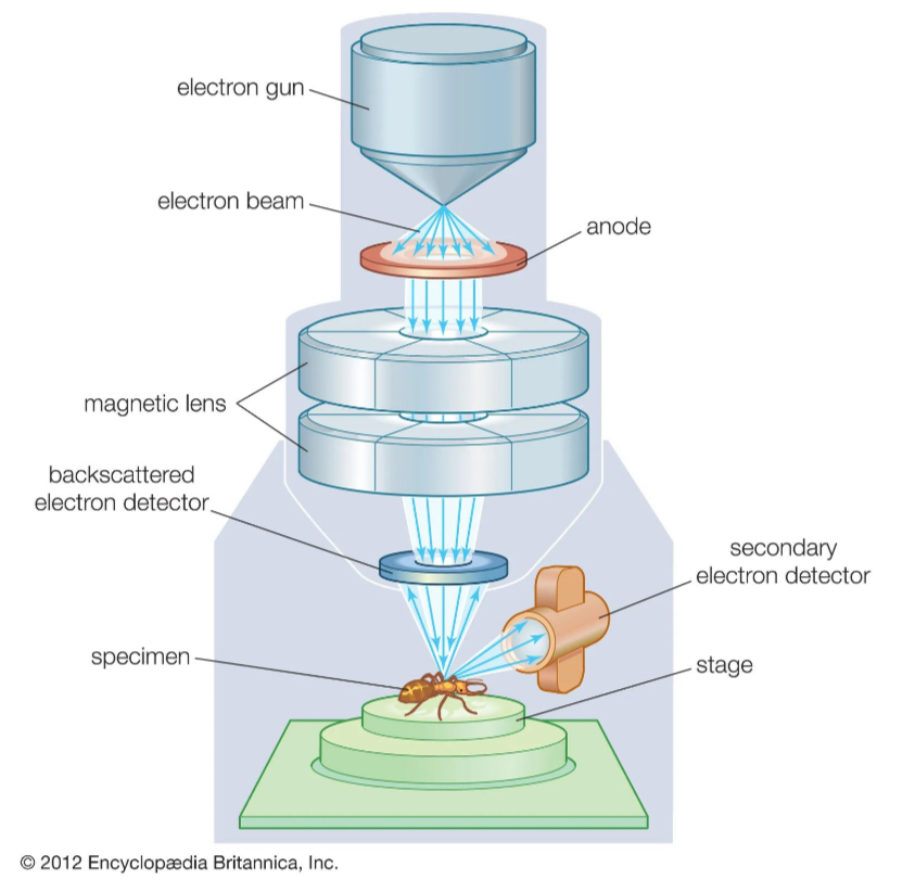 <ul><li><p>They scan a beam of electrons across the specimen</p><ul><li><p>Beam bounces off the surface of the specimen</p><ul><li><p>Electrons are detected</p><ul><li><p>Forms an image</p></li></ul></li></ul></li></ul></li><li><p>Produce 3D images that show the surface of specimens</p></li></ul><p></p>