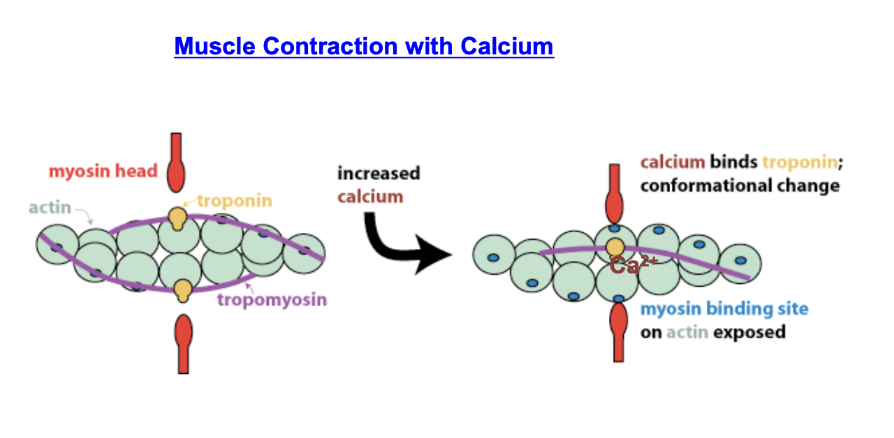 <p>calcium allows muscle contractions to occur</p>