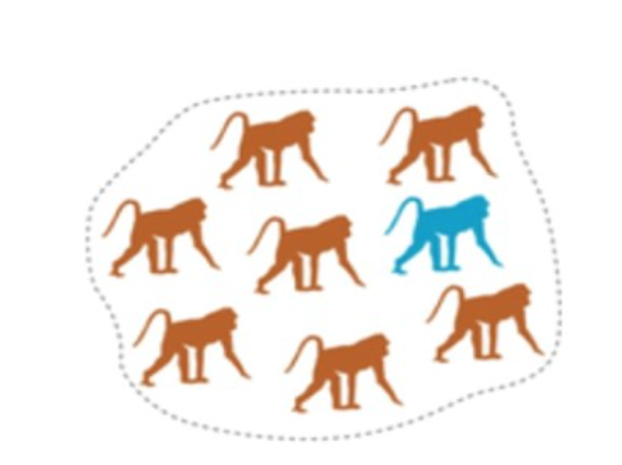 <p>Primate social structure (1 male/multi-female)</p>