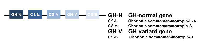<ul><li><p>gene- part of cluster composed of 5 closely related genes</p></li><li><p>GH-N expressed in pituitary gland </p></li><li><p>GH-V expressed in placenta(important in pregnancy)</p></li><li><p>ancestral gene duplication 3.5×108 years ago</p></li><li><p>human GH~75% sequence homology with rat and bovine GH</p></li><li><p>GH normally expressed in anterior pituitary </p></li><li><p>GH-N gives rise to 22kDa(191 amino acids)-most abundant in plasma 90%, 20kDa(deletion of residues 32-46)</p></li><li><p>GH synthesised as precursor protein, N terminal signal peptide cleaved when secreted</p></li><li><p>secreted in pulses, more pronounced in males than females </p></li><li><p>not sure if shorter version(20kDa) has any specific role</p></li><li><p>predominantly produced at night </p></li></ul><p></p>