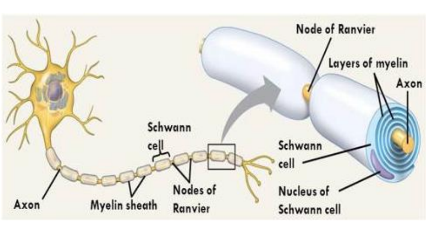 <ul><li><p>cover the axons in the PNS &amp; form the myelin sheath </p></li><li><p>make contact with only one axon &amp; provide only a single segment of myelin</p></li></ul><p></p>