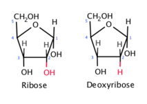 \-Has 5 carbon atoms (pentose)

\-Ribose and deoxyribose found in nucleotides that make up RNA and DNA

\-The oxygen atom at C2 is lost in deoxyribose

\-A monosaccharide