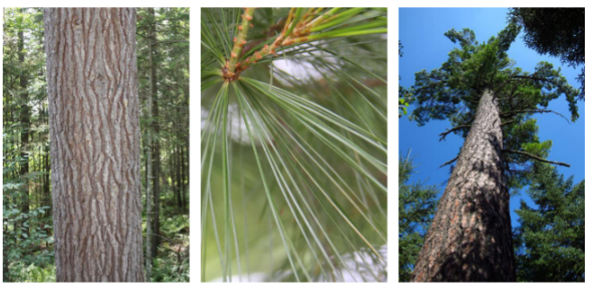 <p><em>Pinus strobus</em></p>