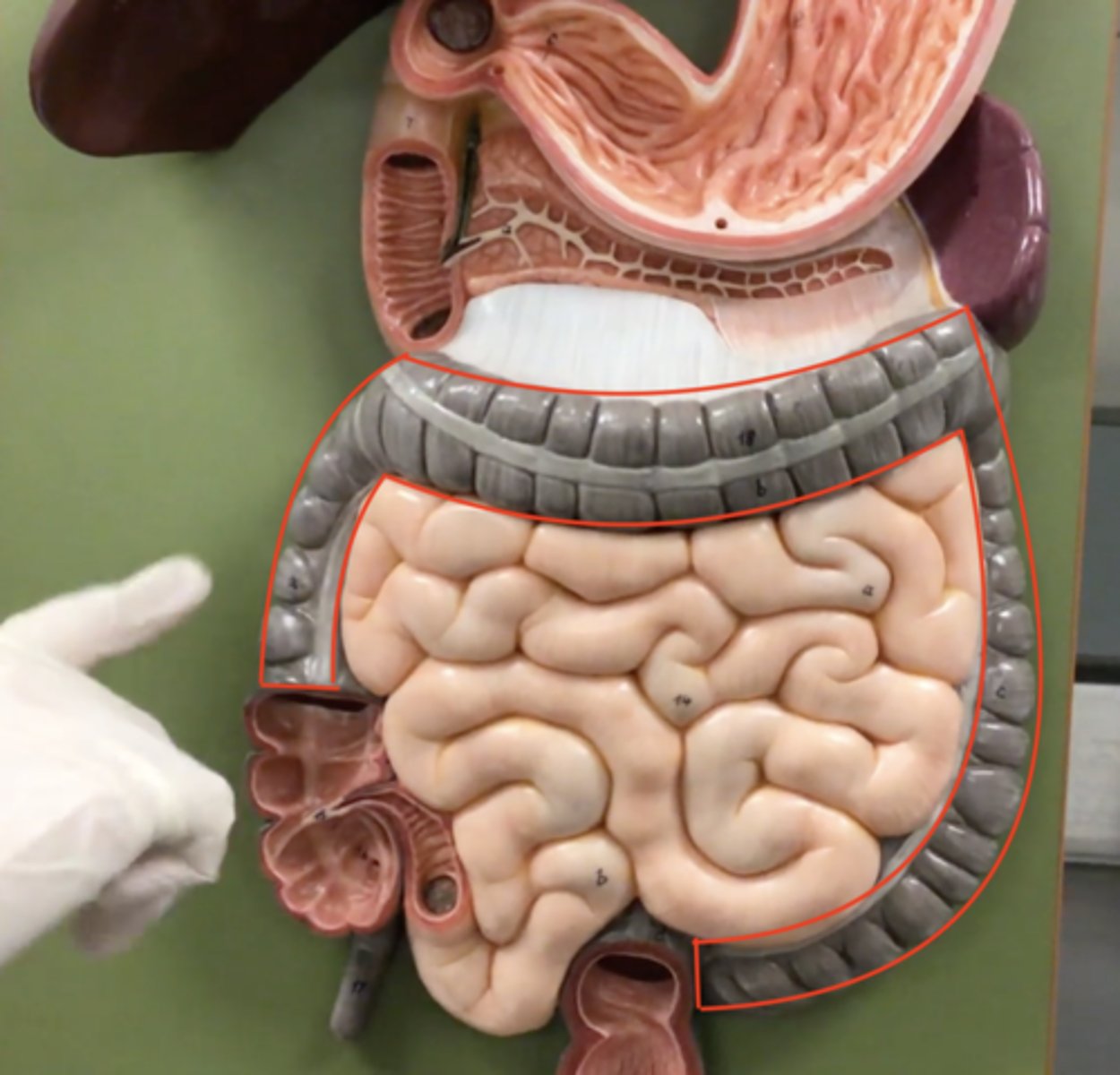 knowt flashcard image