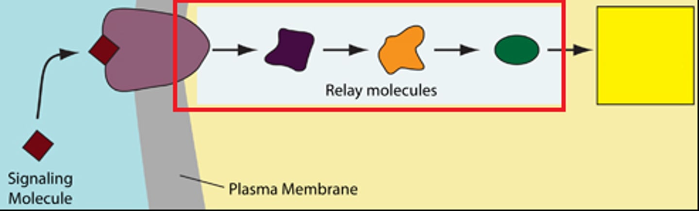 <p>mobile intracellular receptors do it all by themselves but cell-surface transmembrane receptors use relay molecules</p>
