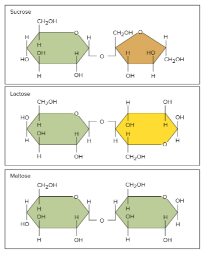 <p>Disaccharides</p>