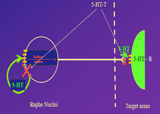 <p>when taking ssris it blocks the uptake chanles mening thet tahe seritioning isnt getting recycled </p><p>the auutoreceptors will see the high level of seritoning and prevent seritonin from getting releced </p><p>so the sma eamout of seritionin is in the gap </p><p>it takes two weeks for auto recepters to adapat and suggest that that is the normal level of seritonin becomes less sesntive </p><p>•<span style="font-size: 7pt; font-family: &quot;Times New Roman&quot;">&nbsp;&nbsp;&nbsp;</span>Initially, SSRIs increase 5HT levels in the synapse (by blocking reuptake channels)</p><p class="MsoNormal">•<span style="font-size: 7pt; font-family: &quot;Times New Roman&quot;">&nbsp;&nbsp;&nbsp;&nbsp;&nbsp;&nbsp;&nbsp; </span>Autoreceptors respond to this and reduce 5HT release through negative feedback</p><p class="MsoNormal">•<span style="font-size: 7pt; font-family: &quot;Times New Roman&quot;">&nbsp;&nbsp;&nbsp;&nbsp;&nbsp;&nbsp;&nbsp; </span>This leads to no change in 5HT levels at the target cells (lower release, but stays in synapse for longer, cancelling each other out)</p><p class="MsoNormal">•<span style="font-size: 7pt; font-family: &quot;Times New Roman&quot;">&nbsp;&nbsp;&nbsp;&nbsp;&nbsp;&nbsp;&nbsp; </span>It takes about 2 weeks for the autoreceptors to adapt (tolerance) to the higher levels of 5HT</p><p class="MsoNormal">•<span style="font-size: 7pt; font-family: &quot;Times New Roman&quot;">&nbsp;&nbsp;&nbsp;&nbsp;&nbsp;&nbsp;&nbsp; </span>This adaptation dials down the negative feedback, leading to a gradual increase in release of 5HT</p><p class="MsoNormal">•<span style="font-size: 7pt; font-family: &quot;Times New Roman&quot;">&nbsp;&nbsp;&nbsp;&nbsp;&nbsp;&nbsp;&nbsp; </span>Since 5HT reuptake is still blocked, now levels of 5HT at the synapse do go up above original levels, leading to more 5HT binding to post-synaptic receptors</p>