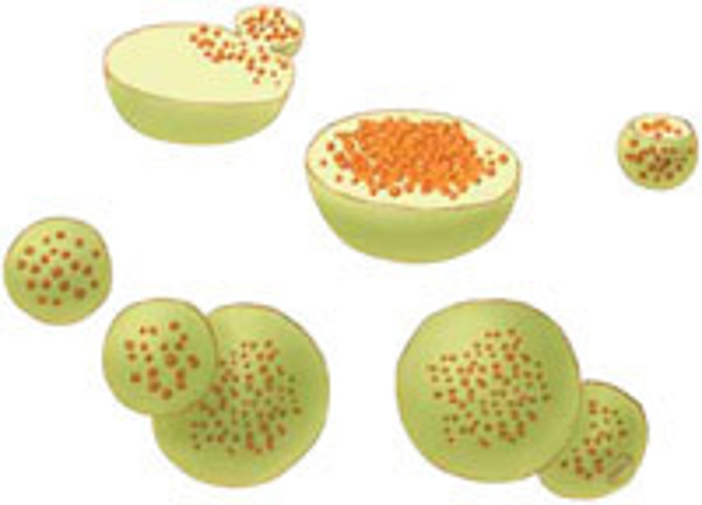 <p>Membrane bound sacs derived from the Golgi that contain digestive enzymes that break down food, dispose of worn out organelles or destroy bacteria and viruses</p>