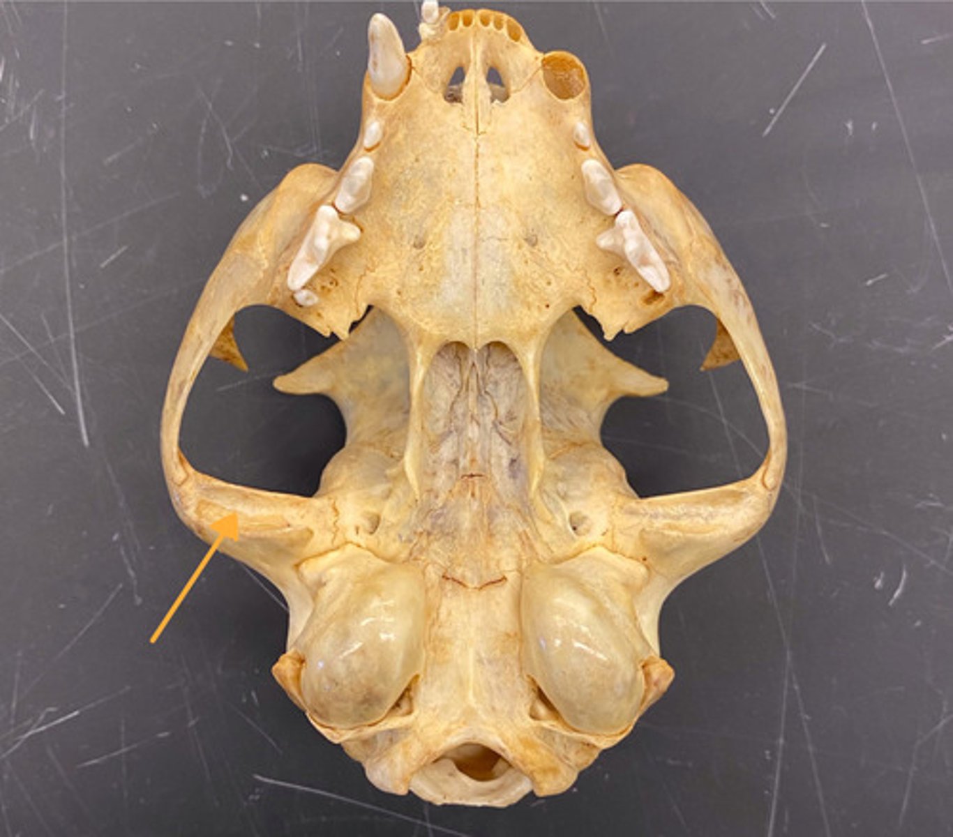 knowt flashcard image