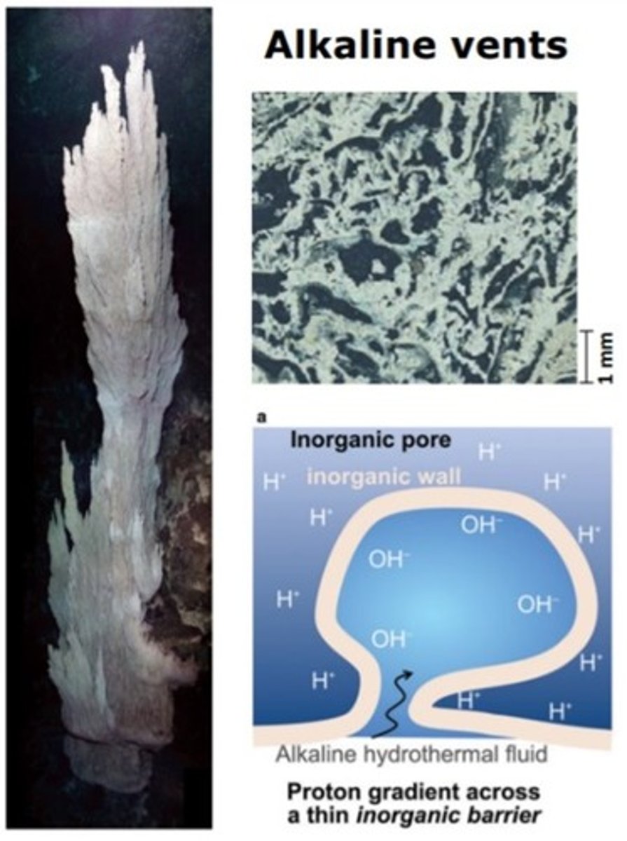 <p>· Bc such a formation makes it harder for cells to escape while also allowing for a good hypercycle that drops energy more efficiently</p>