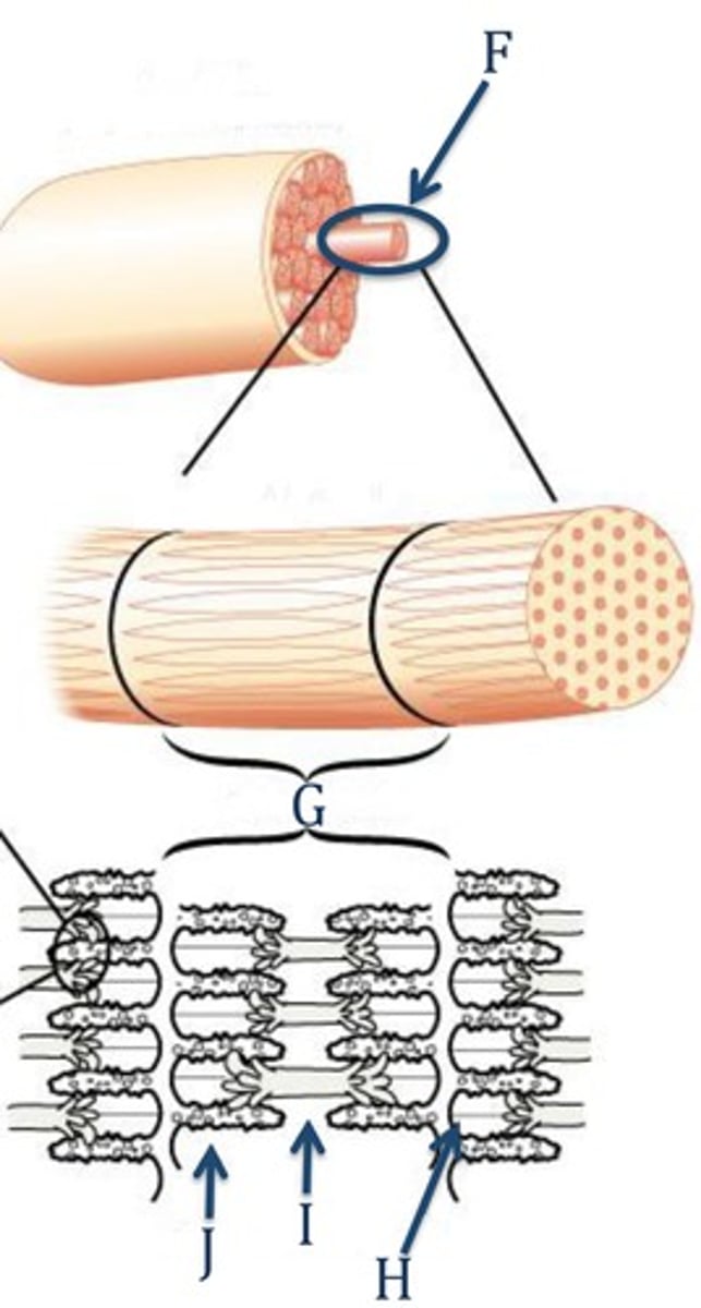 <p>Name part G</p><p>This is the basic contractile unit of striated muscle; the segment of a myofibril</p>