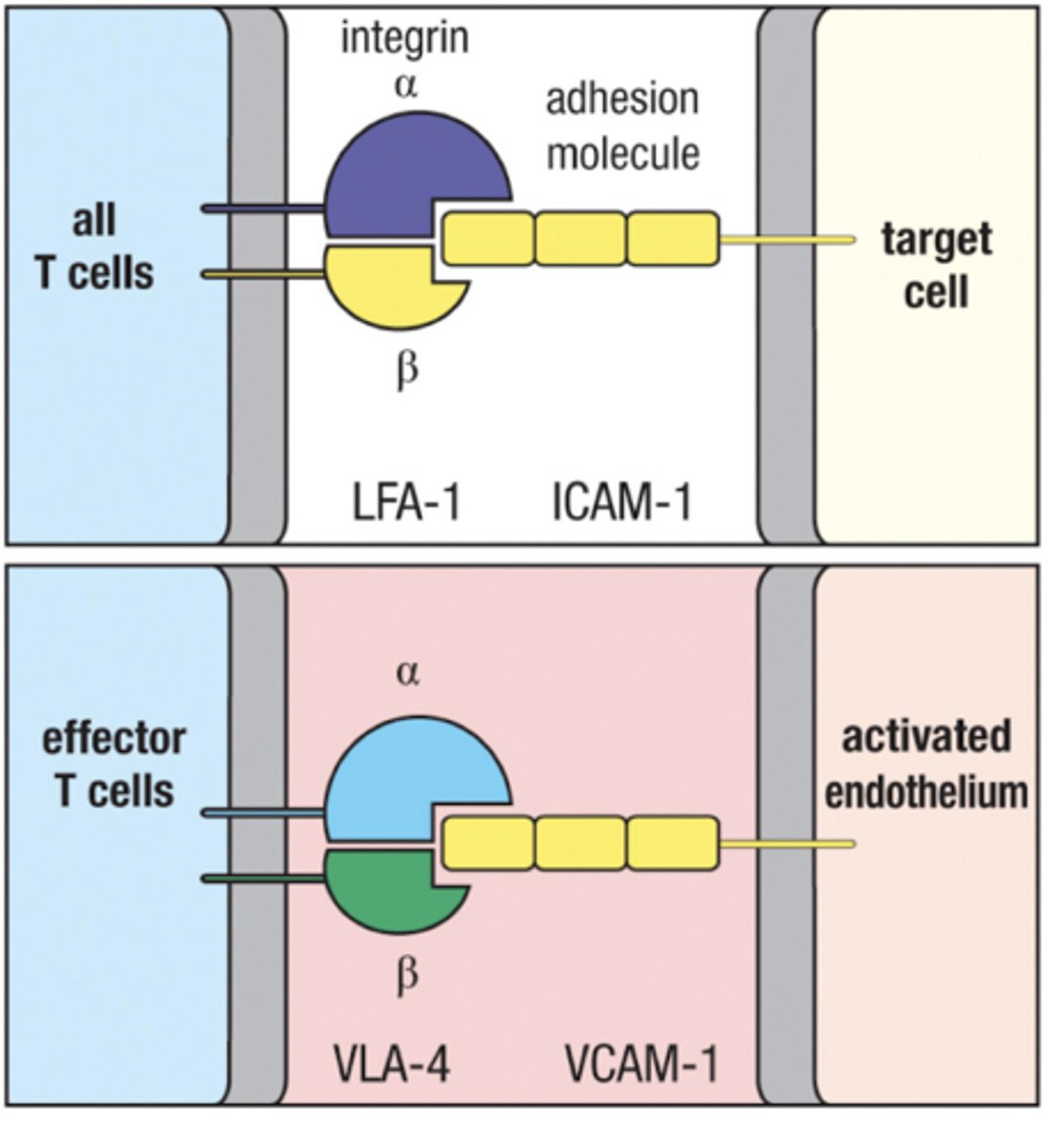 <p>Naive T cells express L-selectin allowing them to enter lymph nodes through HEV</p><p>Activated T cells express VLA-4 enablling them to enter infected tissue</p>