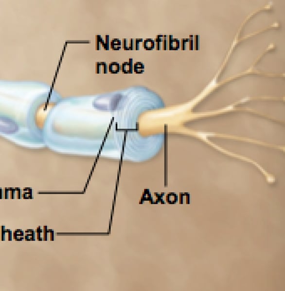 <p>-nodes of Ranvier<br>-gaps between myelin sheath</p>