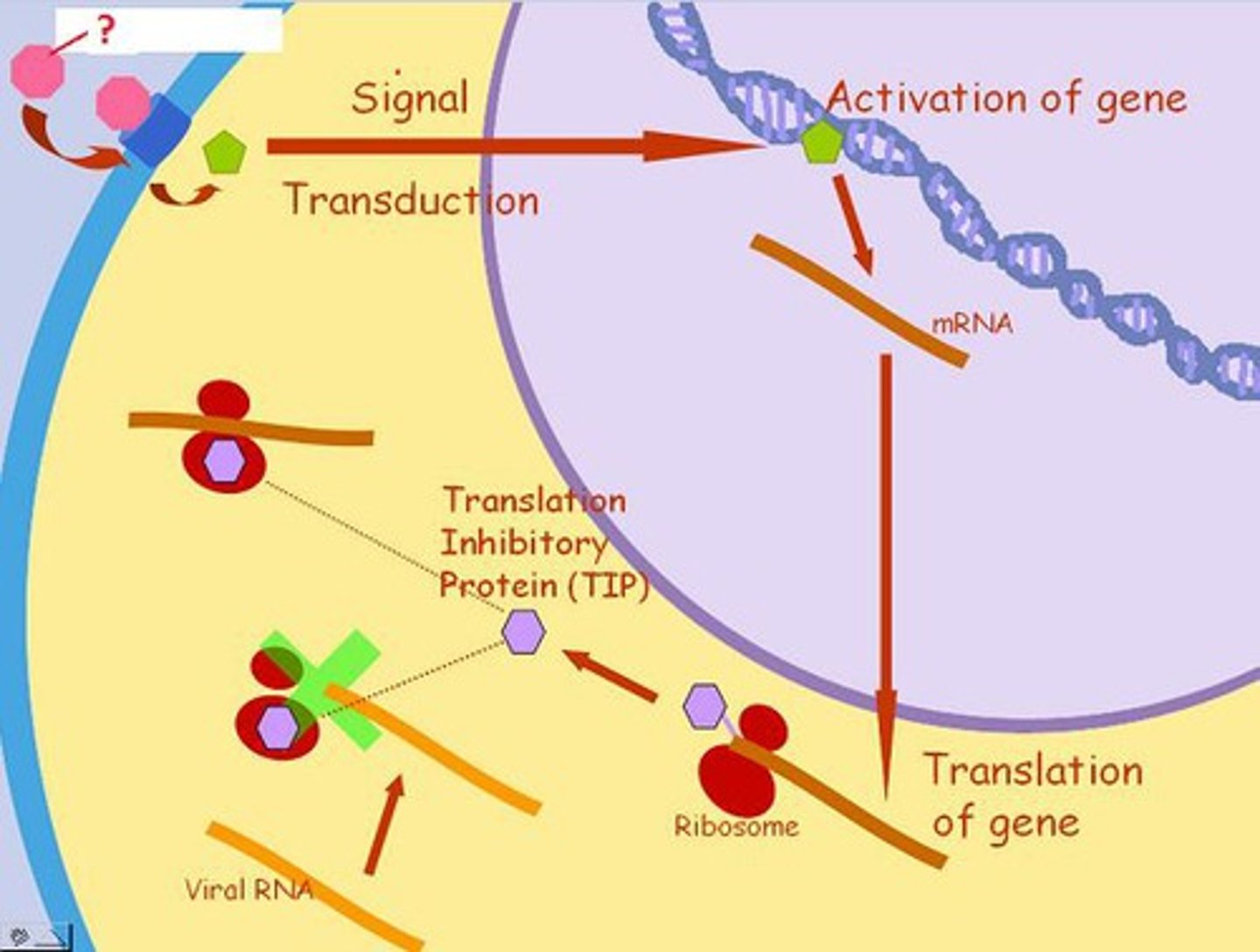 <p>interferon</p>