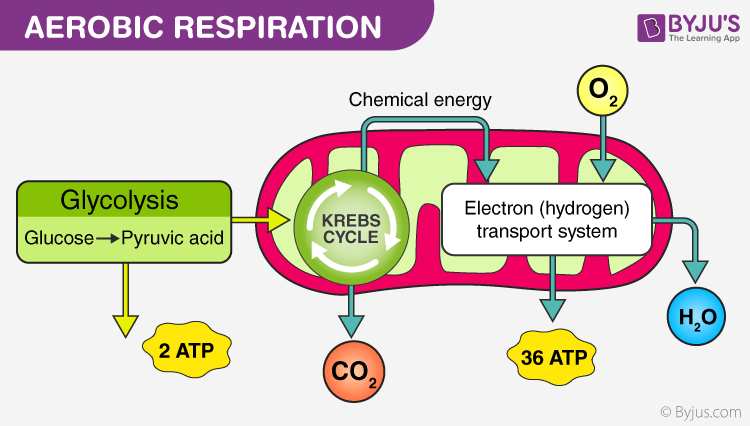 <p>The Krebs cycle occurs in the matrix of the mitochondrion.</p>