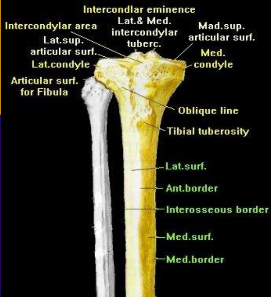 <p><strong>Proximal third</strong> tibia contents (<strong>6</strong> structures)</p>
