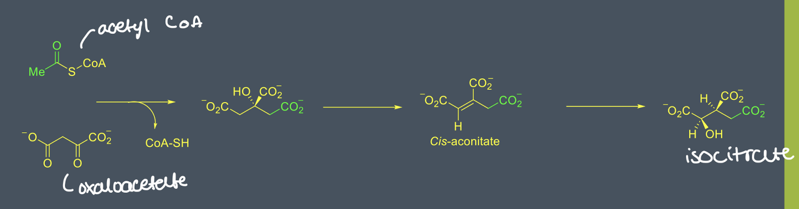 <ul><li><p>citrate synthase catalyses a condensation of acetyl-CoA and oxaloacetate </p></li><li><p>hydrolysis of CoA ester makes the reaction irreversible </p></li><li><p>citrate undergoes a rearrangement to form isocitrate, this prepares for stage 2</p></li></ul><p></p>