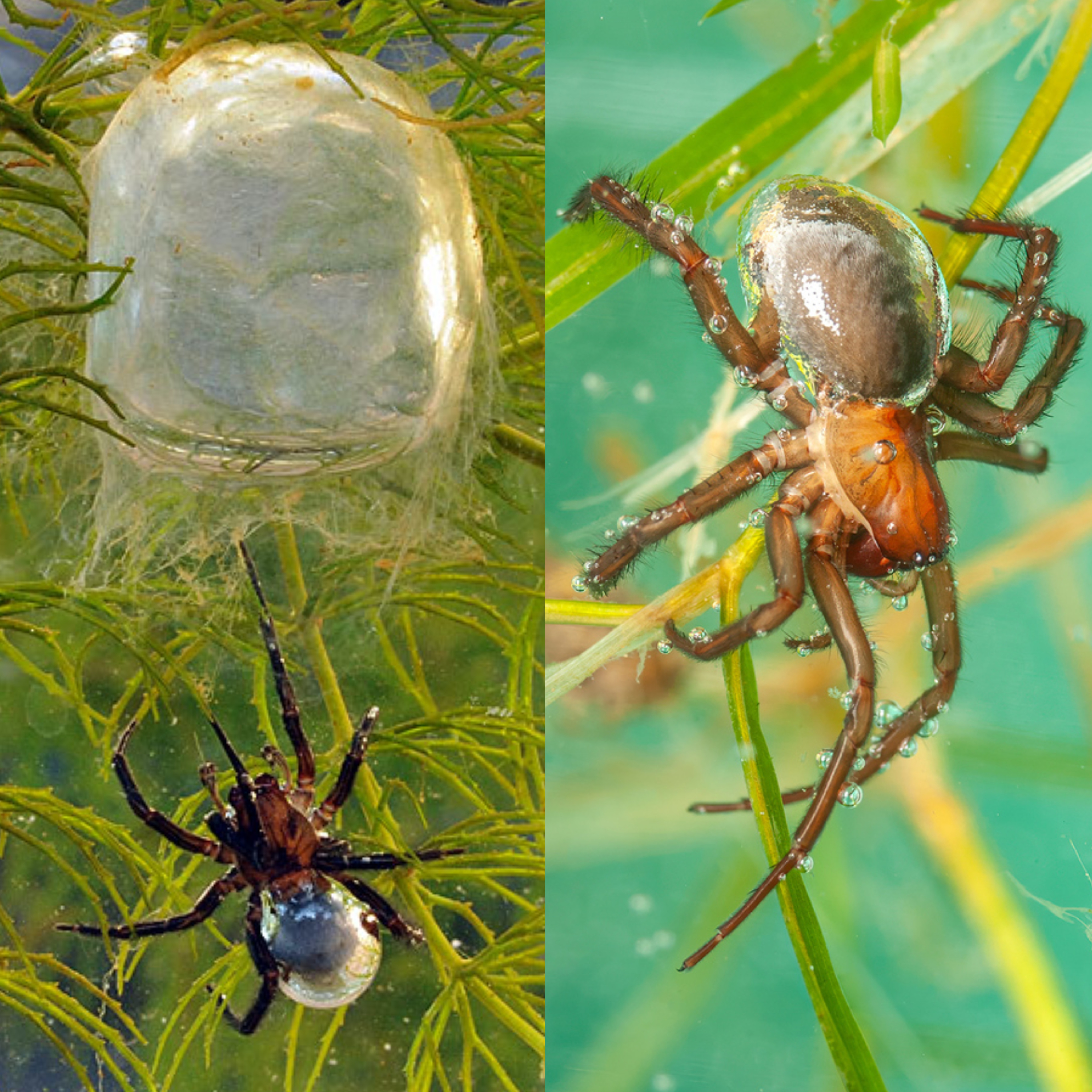 <p>Kmeň: Arthropoda</p><p>Amandibulata</p><p>Podkmeň: Chelicerata</p><p>Trieda: Arachnida</p><p>Rad: Araneae</p>