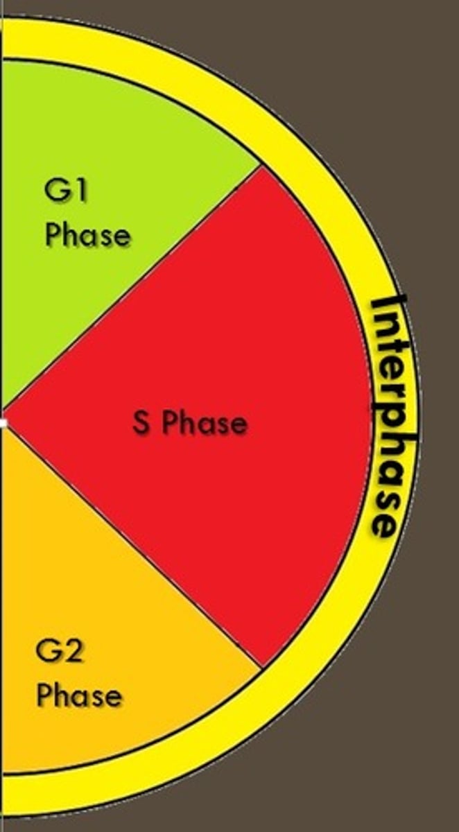 <p>first growth stage of interphase in which cell grows and performs its normal functions</p>