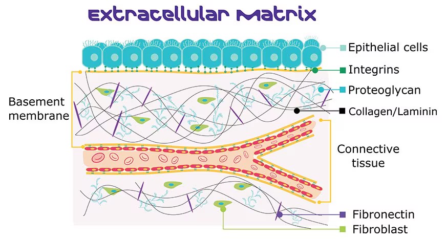 <p>Ground Substance &amp; Protein Fibers. The material surrounding cells in a tissue composed of substances in liquid, gel, or solid forms. provide strength to resist stretching and compression and holds cells in place.</p>