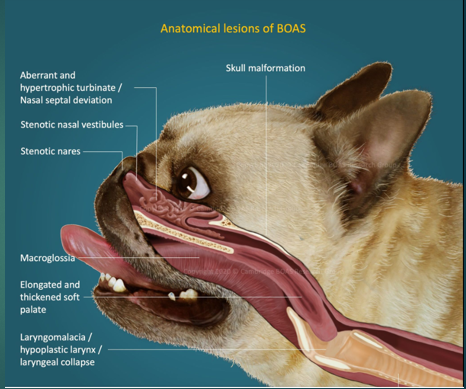 <p>Hypoplastic trachea </p>