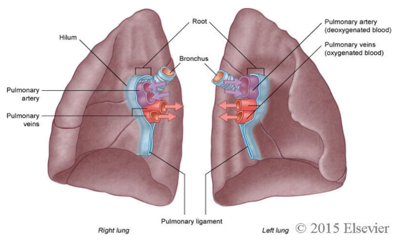 <ul><li><p>A pulmonary artery</p></li><li><p>Two pulmonary veins</p></li><li><p>A main bronchus</p></li><li><p>Bronchial vessels</p></li><li><p>Nerves</p></li><li><p>Lymphatics</p></li></ul>