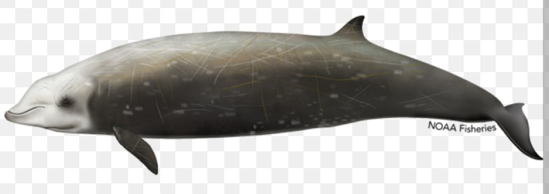 <p class="has-focus">Ziphiidae family</p><p class="has-focus">diet consists mainly of deep-sea squid, fish, and crustaceans, which they capture using a suction-feeding method.</p><p>Dark gray to reddish-brown and a paler underside. short, "goose-like" beak and a whitish face with a dark patch around the eye. Males have two visible teeth</p>