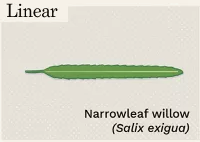 <p>linear</p>