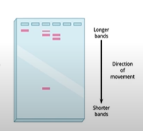 <p><span>you have different fragments of DNA suspended in the gel at different spots (because the smaller pieces moved faster than the big chunks of DNA), and now this pattern of DNA fragments can be analyzed and matched/compared with other fragments.</span></p>