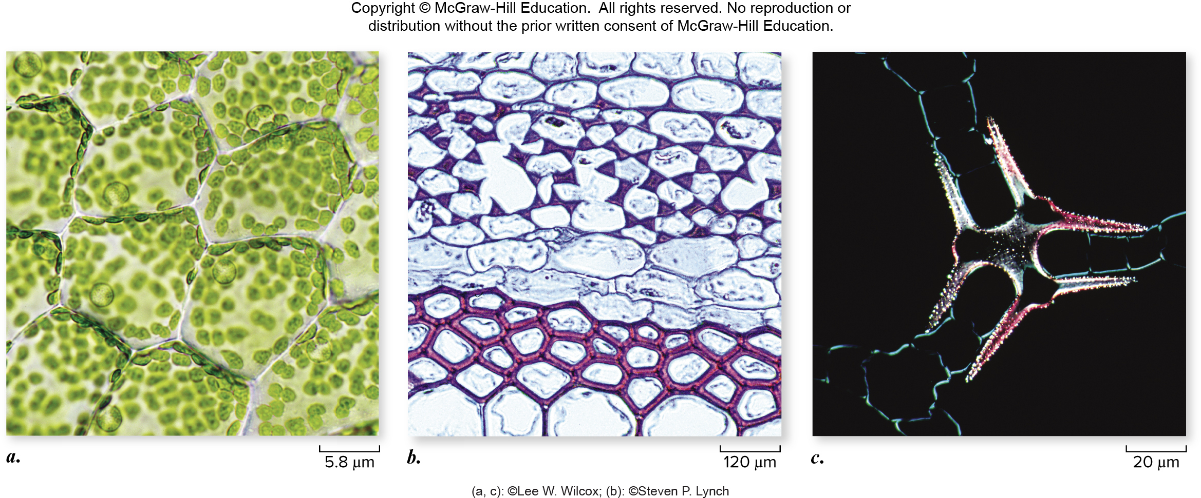 <ul><li><p>Parenchyma, collenchyma, and sclerenchyma</p></li></ul><p class="p2"></p><ul><li><p>Support and storage</p></li></ul><p class="p2"></p><ul><li><p>Ground tissue in leaf mesophyll is primary site of photosynthesis</p><p></p></li></ul><p></p>